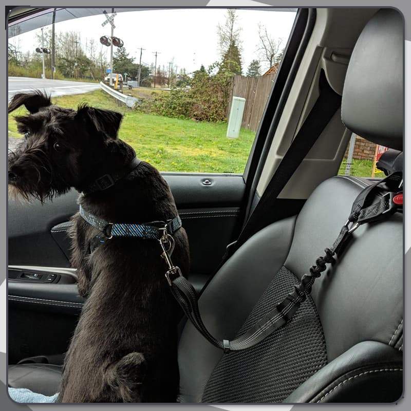 Pet Elastic Safety Rope