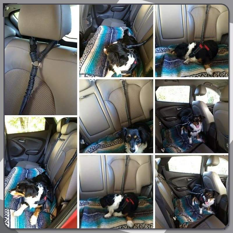 Pet Elastic Safety Rope