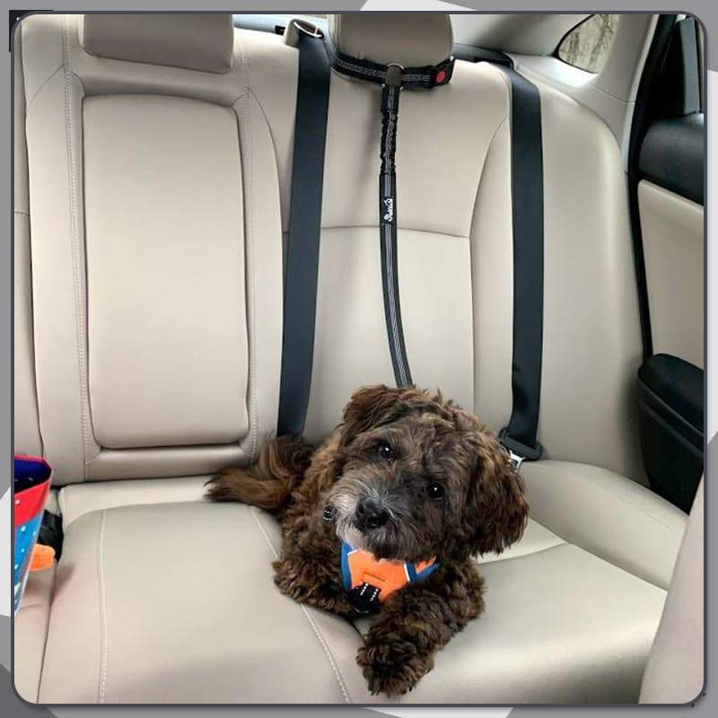 Pet Elastic Safety Rope