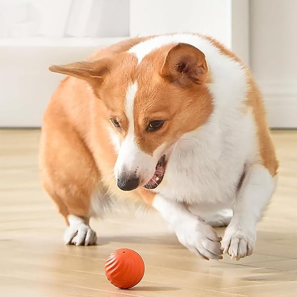 🔥Last Day Promotion 49% OFF🐶Automatic Smart Teasing Dog Ball That Can't be Bitten