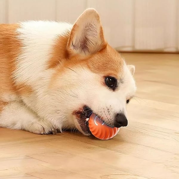 🔥Last Day Promotion 49% OFF🐶Automatic Smart Teasing Dog Ball That Can't be Bitten