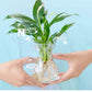 ✨Buy 2 Get 1 Free✨Hydroponic Nutrient Solution for Plant Growth