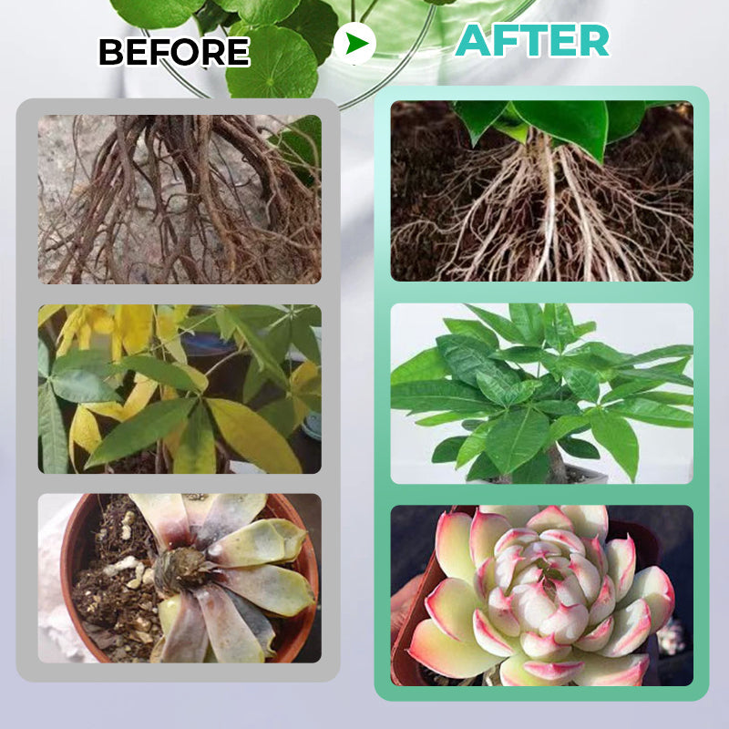 ✨Buy 2 Get 1 Free✨Hydroponic Nutrient Solution for Plant Growth