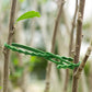 Garden Multi-Function Adjustable Flexible Plant Ties